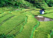Tahun ini, 1.000 Ha Sawah di Sumedang Ditargetkan Masuk AUTP