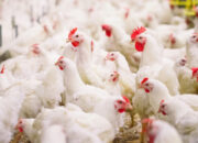 Sumedang Surplus Produksi Ayam Potong, Setahun Hasilkan 15,6 Juta Ekor