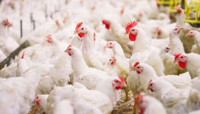 Sumedang Surplus Produksi Ayam Potong, Setahun Hasilkan 15,6 Juta Ekor