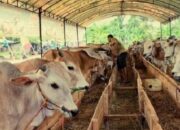 Kabupaten Sumedang Berpotensi Kembangkan Sektor Usaha Peternakan