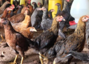 Pemkab Sumedang Salurkan Bantuan Ayam Ternak Bagi KK Miskin Ekstrem