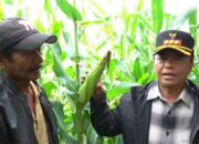 Kunjungi Kebun Jagung, Pj Bupati Sumedang Janjikan 10 Ha per Desa untuk Musim Tanam Kedua