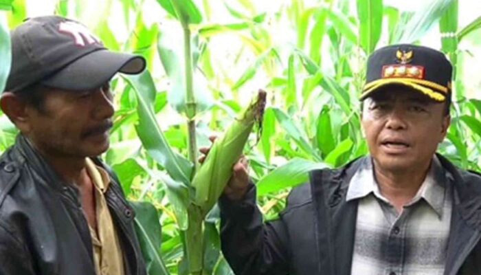 Kunjungi Kebun Jagung, Pj Bupati Sumedang Janjikan 10 Ha per Desa untuk Musim Tanam Kedua