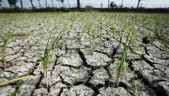 Jawa Timur, NTB dan NTT Diprediksi Alami Kekeringan Sepanjang Mei