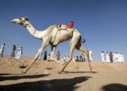 Calon Jemaah Haji Asal NTB Diminta Waspadai Hewan Unta