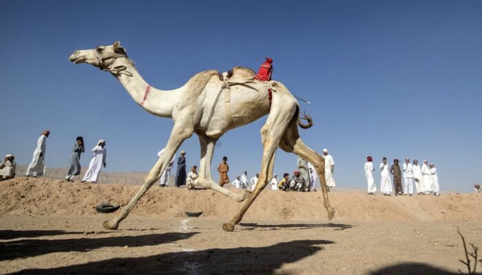 Calon Jemaah Haji Asal NTB Diminta Waspadai Hewan Unta