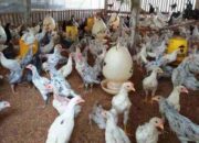 Diskanak Sumedang Distribusikan Bantuan Ayam Sentul