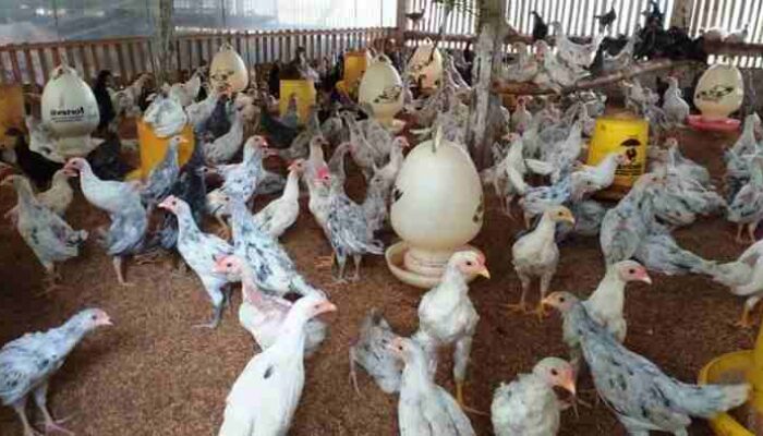 Diskanak Sumedang Distribusikan Bantuan Ayam Sentul