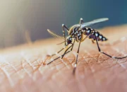 Dompu Darurat DBD: 35 Kasus, Dua Korban Anak-anak