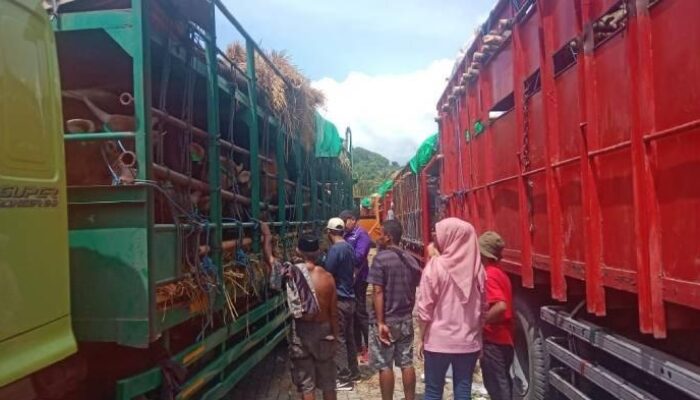 Minim Armada & Fasilitas, Pengiriman 16 Ribu Sapi Bima Terancam Gagal